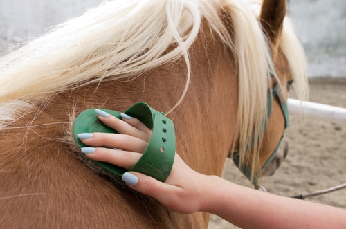 ponyclub